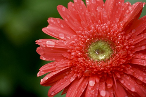 Bông hoa được tắm mát sau cơn mưa